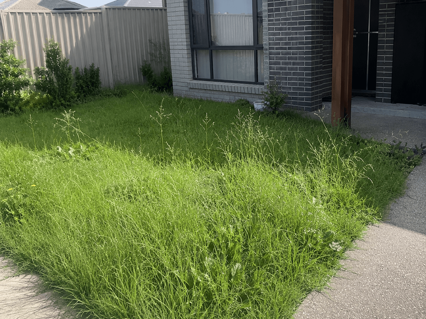 An overgrown front lawn transformed into a neat, manicured green lawn, before